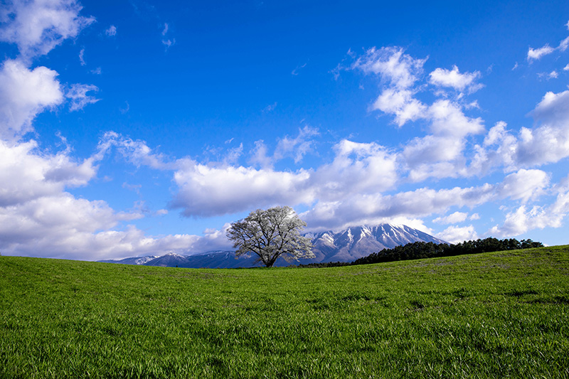 岩手山　小岩井農場　一本桜