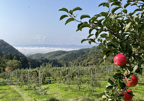 朝島観光りんご園