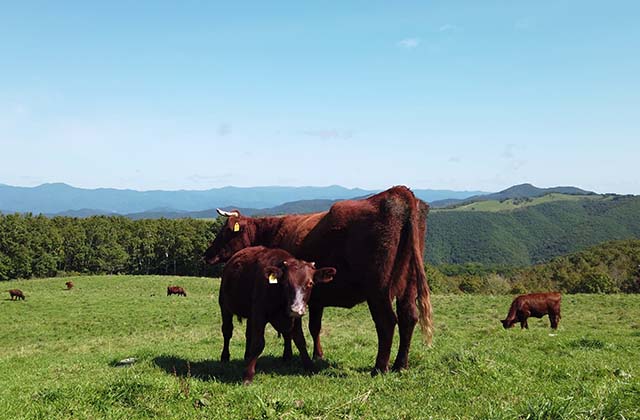 いわて短角牛 いわて牛