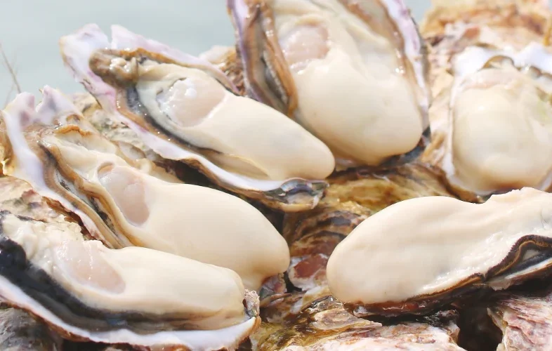 雪解け牡蠣 ハチイチ商店 広田湾