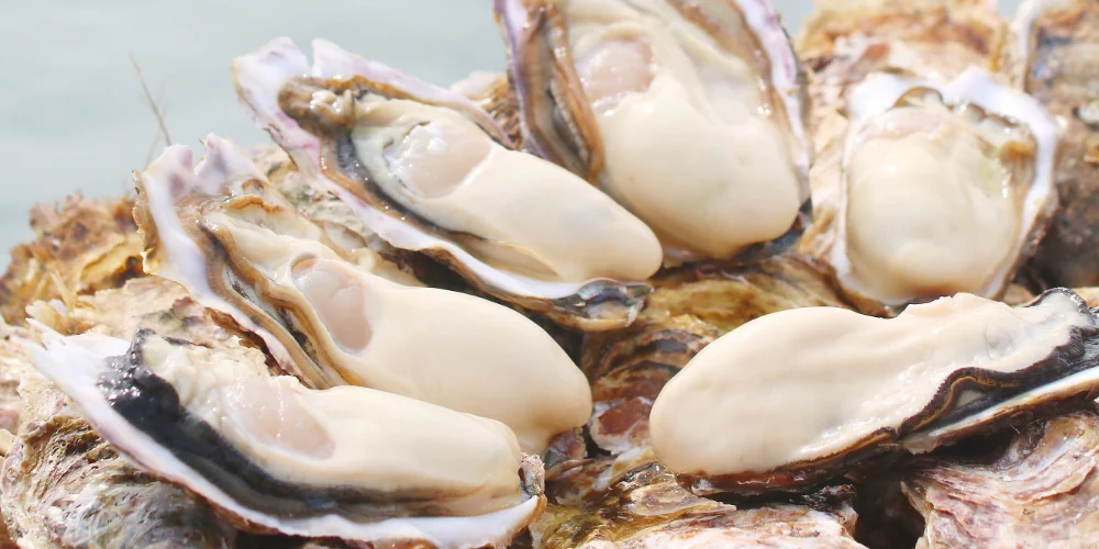 雪解け牡蠣 ハチイチ商店　広田湾